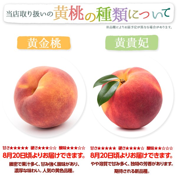 山形県産 黄桃 特秀品 3kg（8～14玉 )山形県産黄桃・黄金桃/黄貴妃