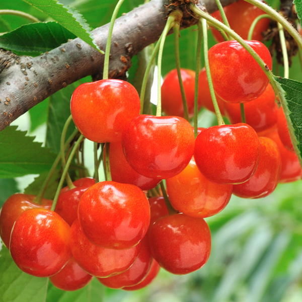 山形県産秀品さくらんぼ佐藤錦500ｇ