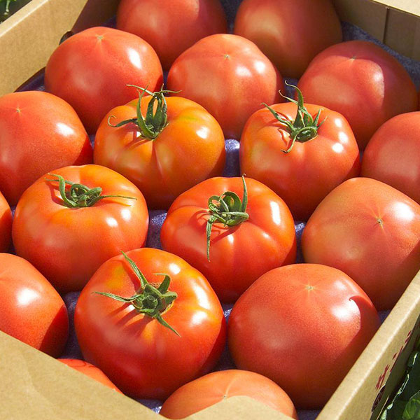 福島の野菜｜福島県産 トマト 4kg(約15～22玉)福島県いわき市産の大玉