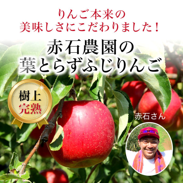 青森県産 葉とらずりんご訳あり 5kg（13～23玉） フルーツ 東北ハッピー農園