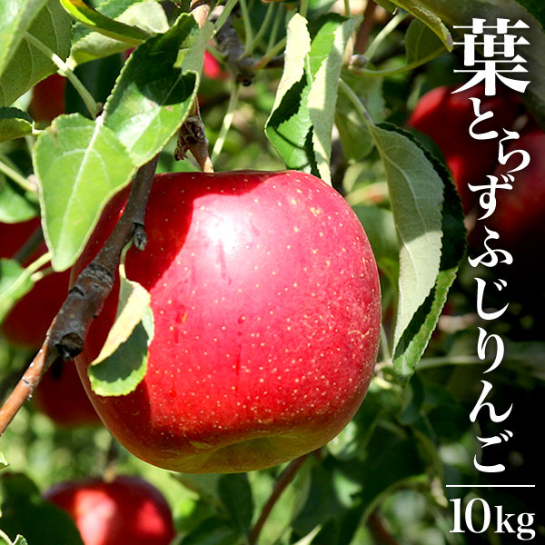 青森県産 葉とらずりんご 10kg