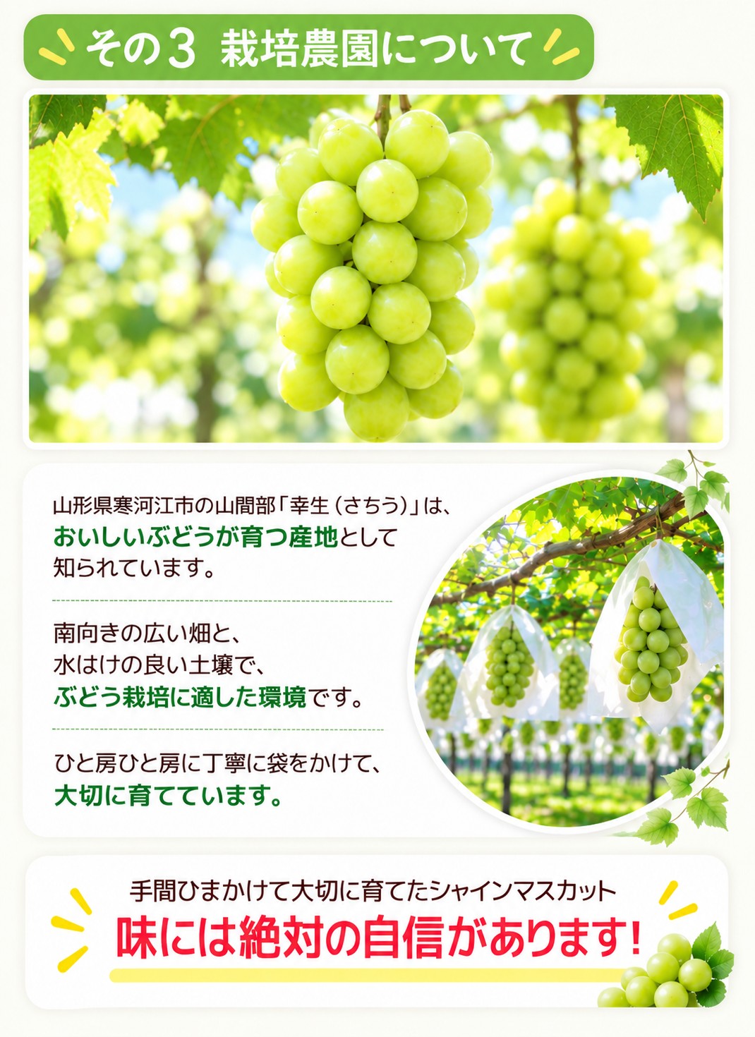 �R�`���Y �V���C���}�X�J�b�g�̖���