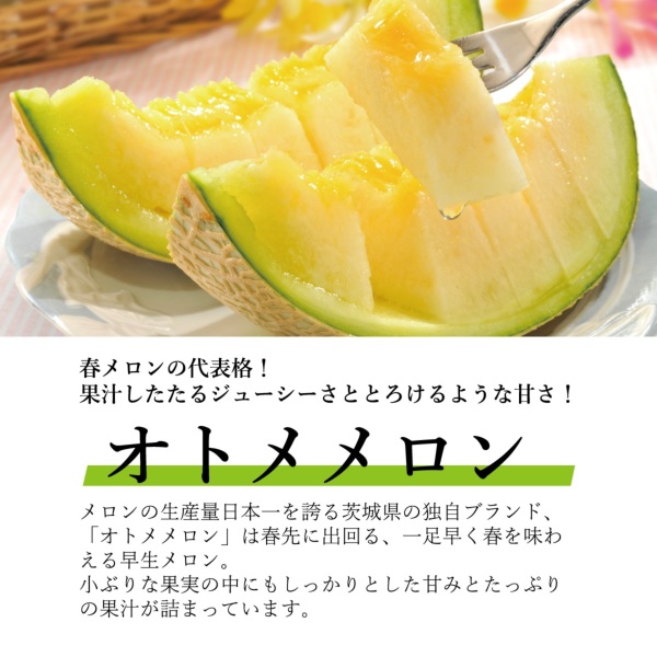 オトメメロン2L 5玉入り 5月上旬[melon2l-2]