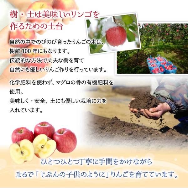 青森県産 贈答用 葉とらずりんご3kg(6～12玉)かぐや農園より産地直送