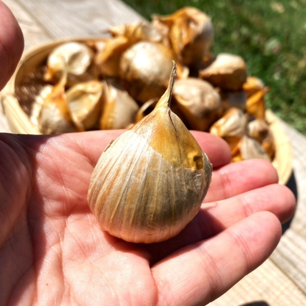 青森県産 かぐや農園の黒にんにく 500g｜熟成発酵 国産