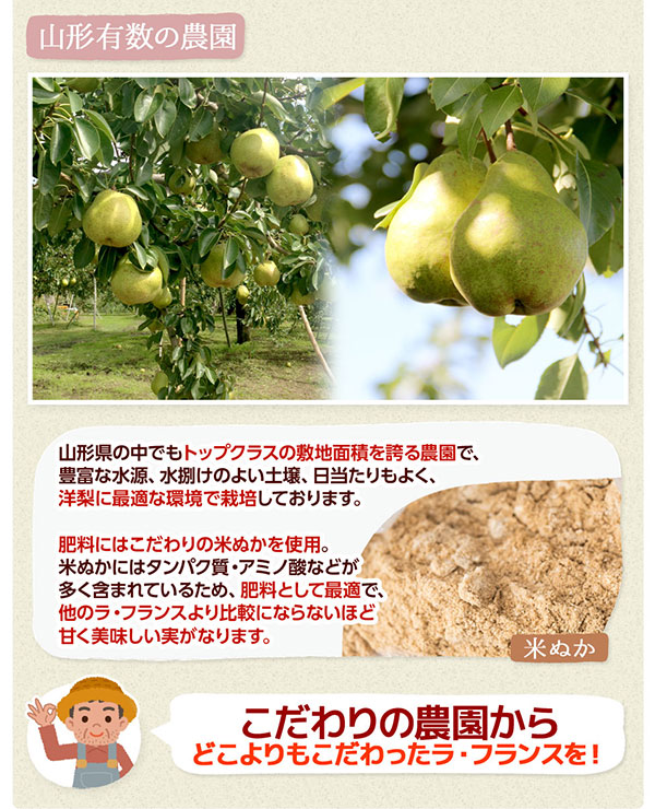 山形の名産｜山形県産 ラ・フランス 訳あり 5kg（16～22玉）