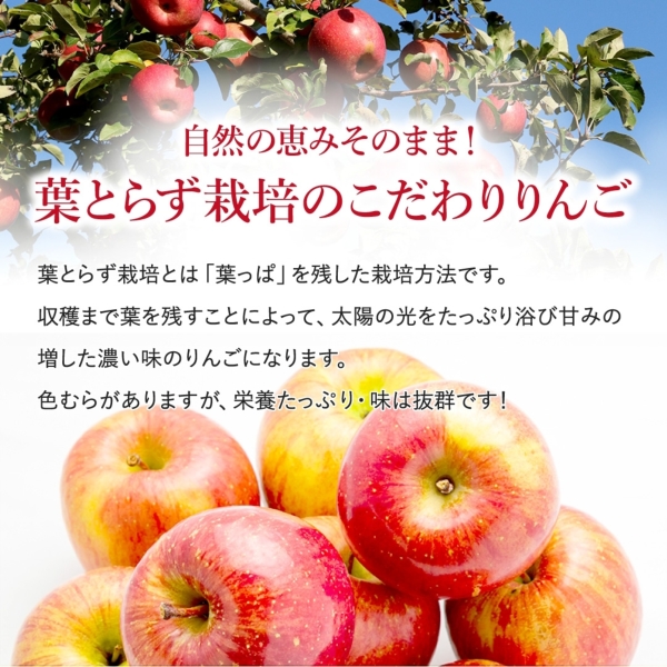 長野りんご｜長野県産 葉とらず小玉りんご ご家庭用 9kg (46～60玉）