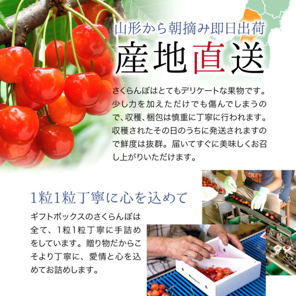 山形県　さくらんぼ　紅秀峰　2L 特秀 山形県産さくらんぼ紅秀峰300g鏡詰特秀2Lサイズ