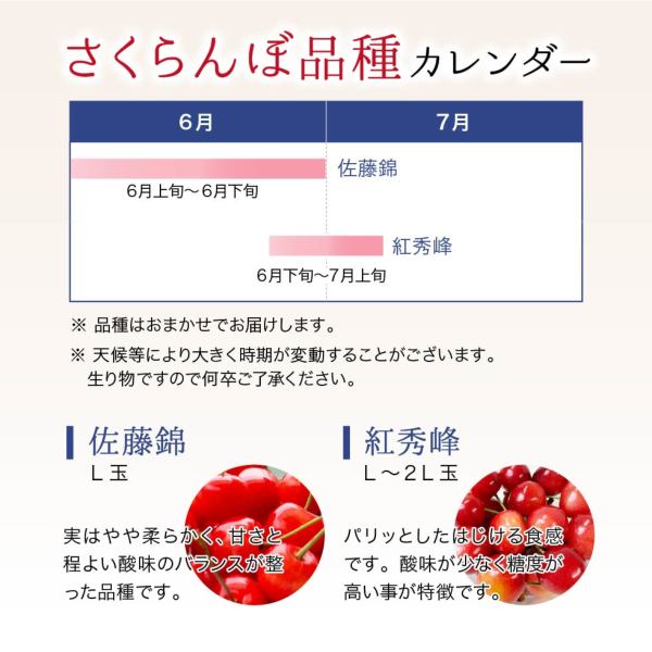 山形さくらんぼ｜山形県産さくらんぼ秀品350g表面並べ（佐藤錦