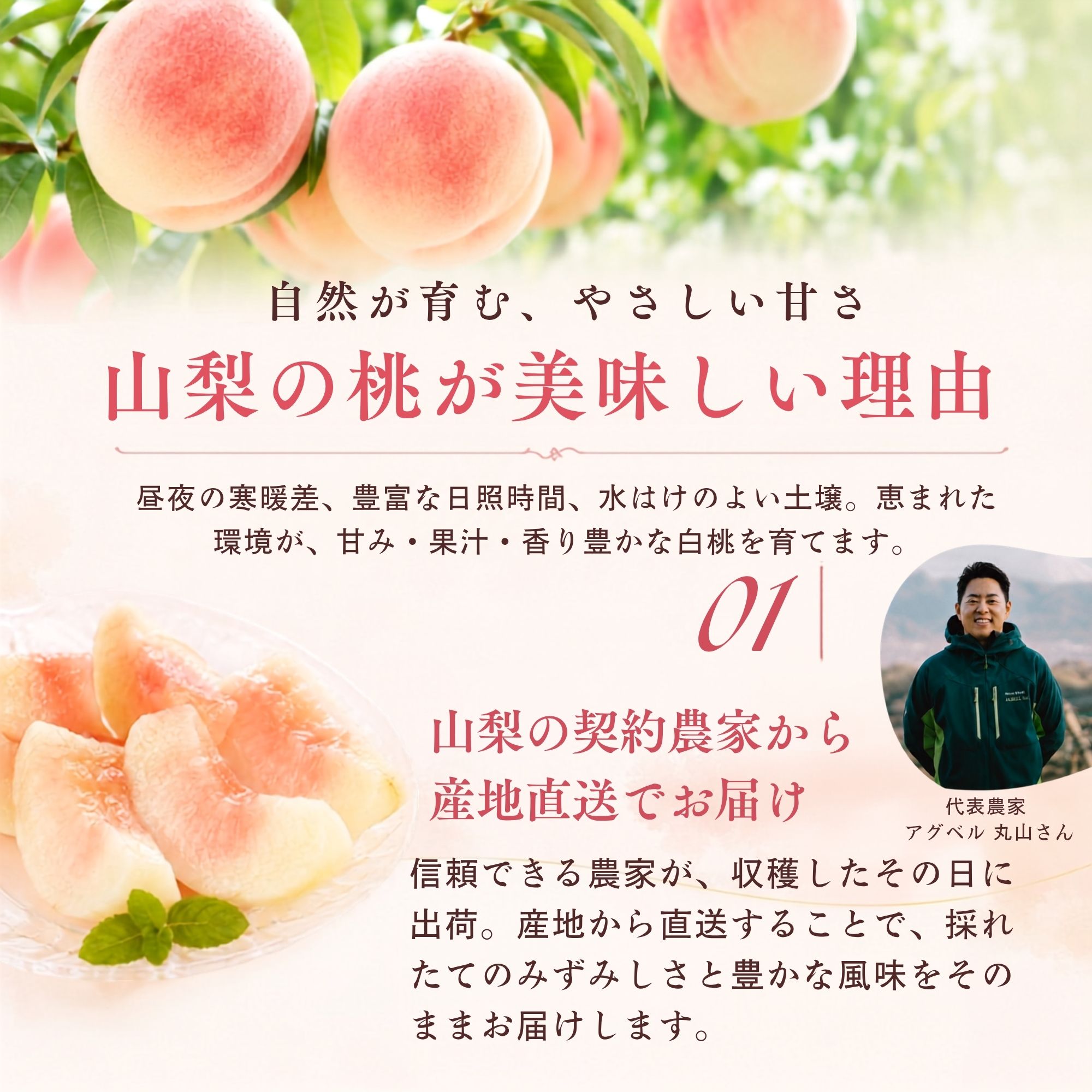 �R�����Y�����̎Y�n����
